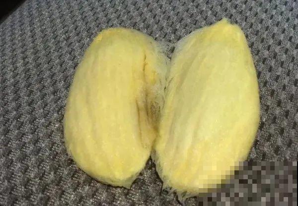 吃完的水果核别丢，扔土里长出小嫩芽，俩月长成新盆栽