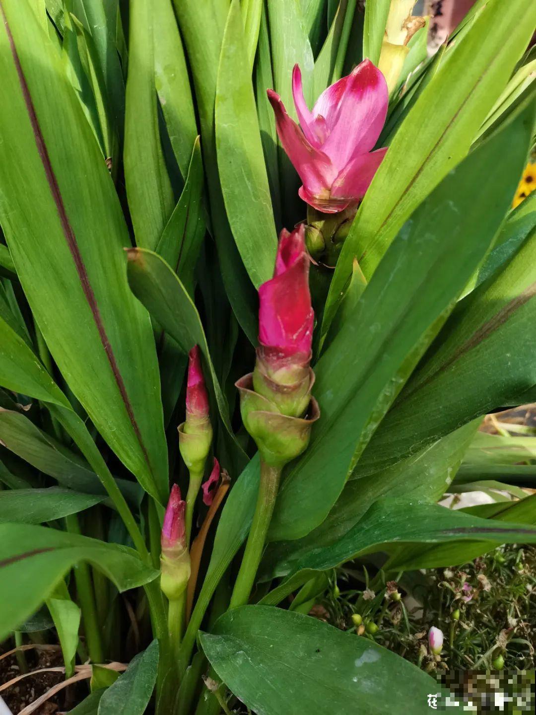 生姜埋门口,竟然开花了,花期还超长! 生姜埋门口,竟然开花了,花期还超长!