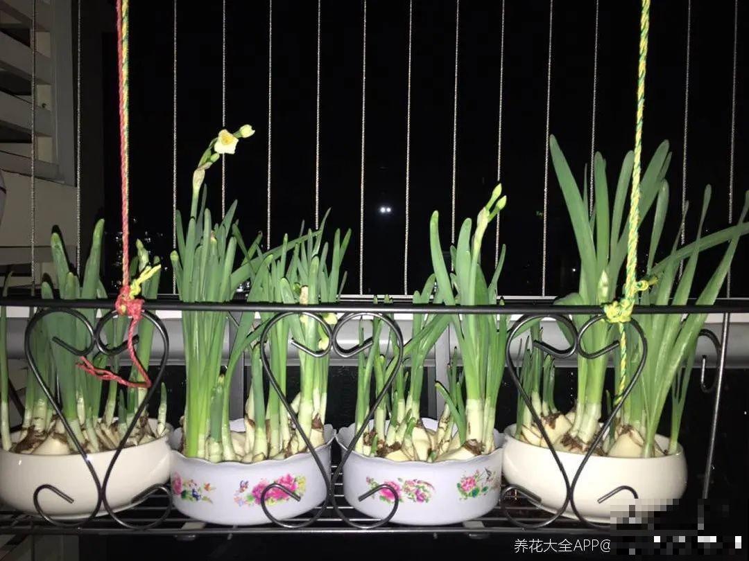 牙签串大蒜，冒充七彩水仙？千万别上当！