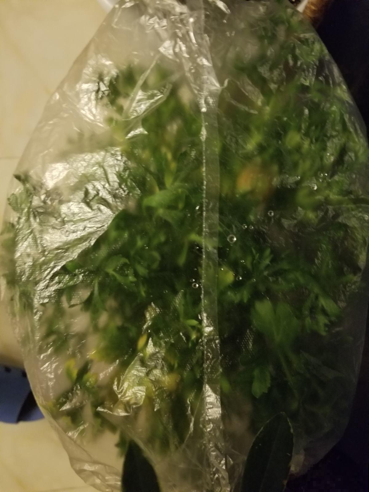 暖气房里养花，这3点做不好，植物黄叶干尖没精神！