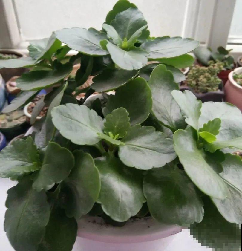 长寿花超全大养护，养爆盆的秘密，全在这里！