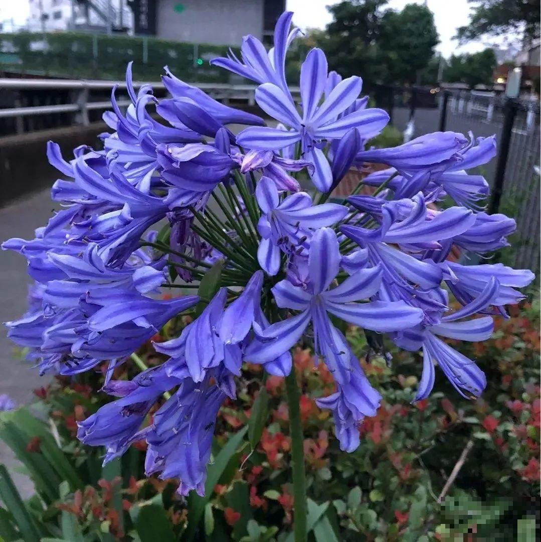 1种君子兰，个头能窜1米多，开花是梦幻蓝色，特迷人