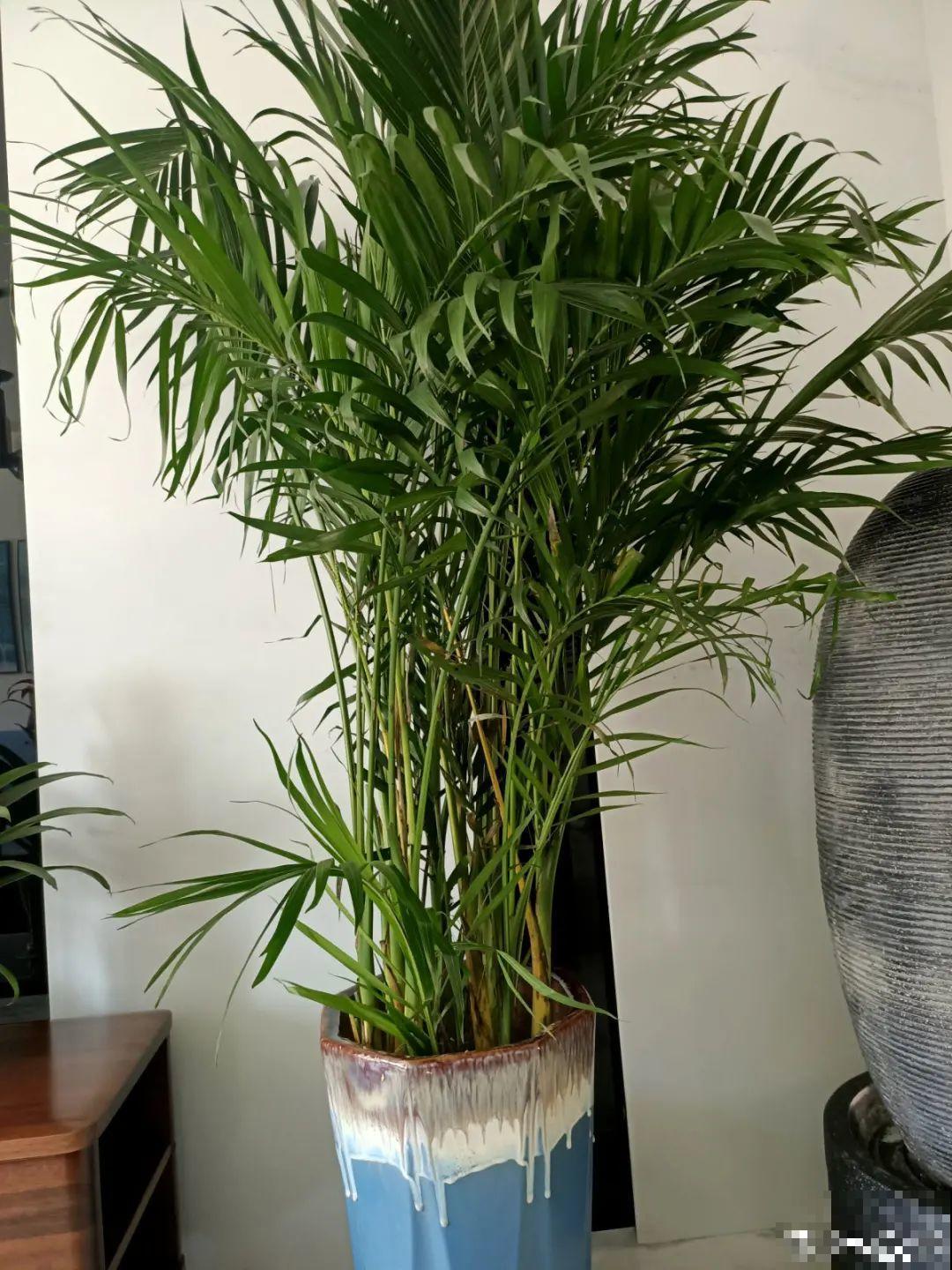 聪明人养花,喜欢养气质花,养在家里上档次! 聪明人养花,喜欢养气质花,养在家里上档次!