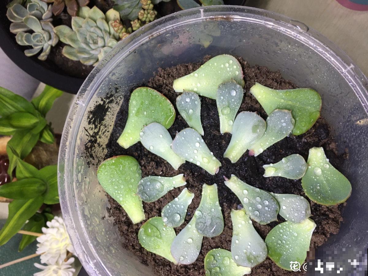 养多肉也有难处，亲身实践告诉你，掌握要点才能养好多肉