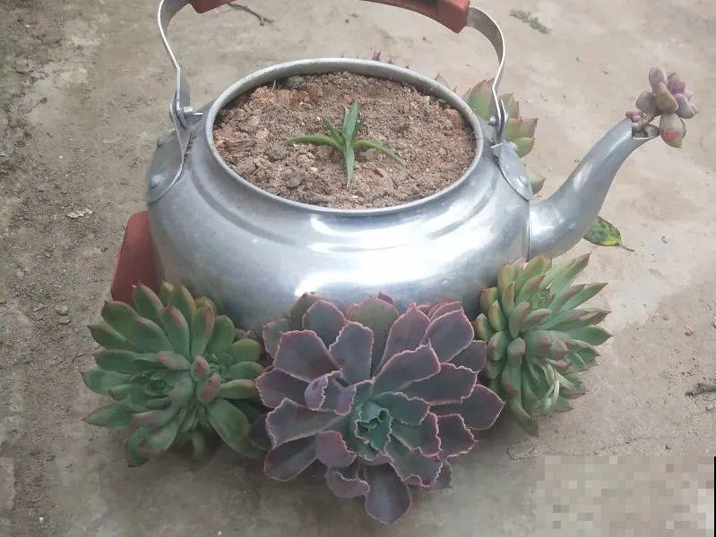 10个养花偏方,一般人我不告诉他,养花太好用 10个养花偏方,一般人我不告诉他,养花太好用