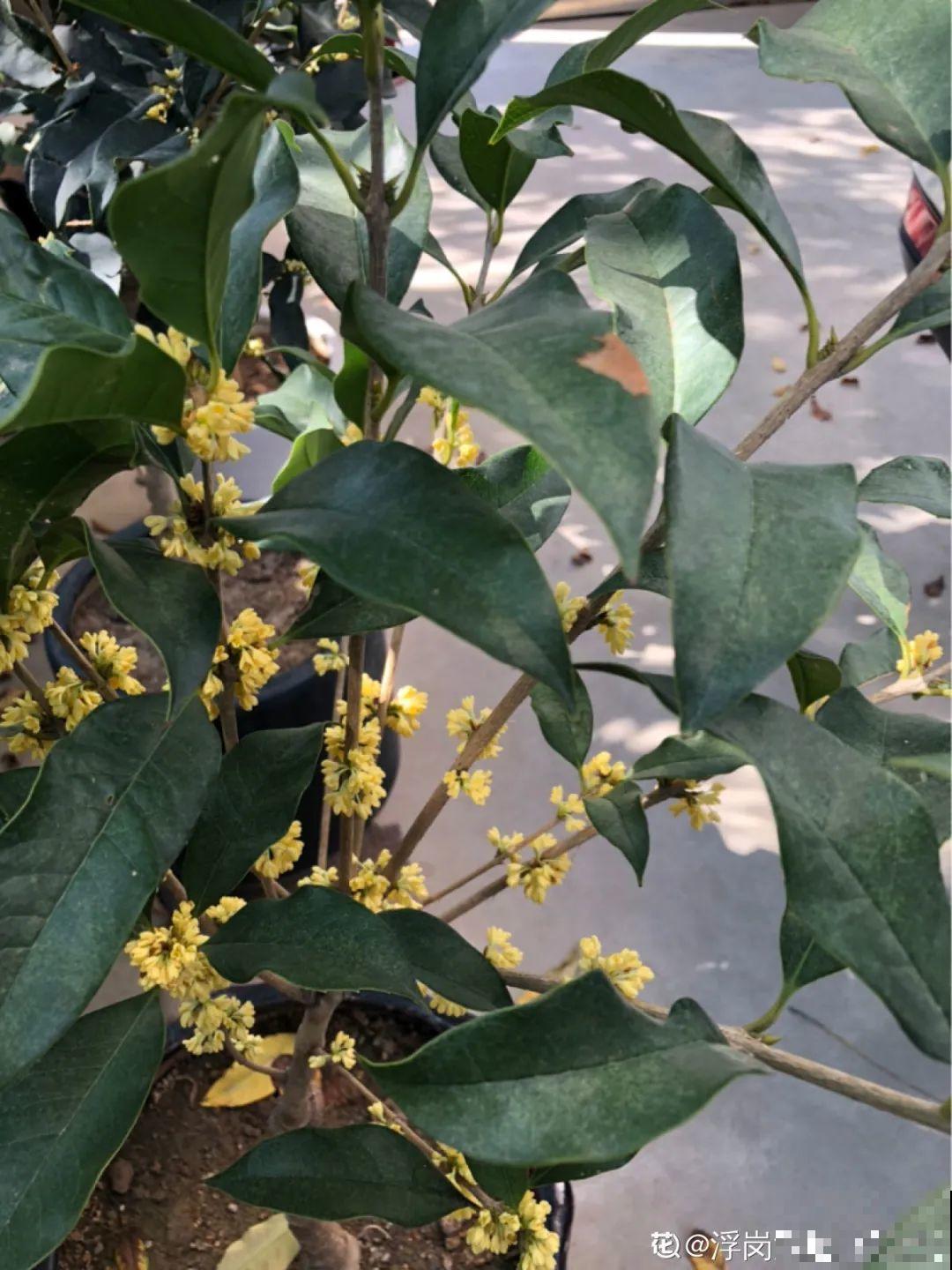 2月养花下狠手，剃光头、撸光叶，越狠越开花！