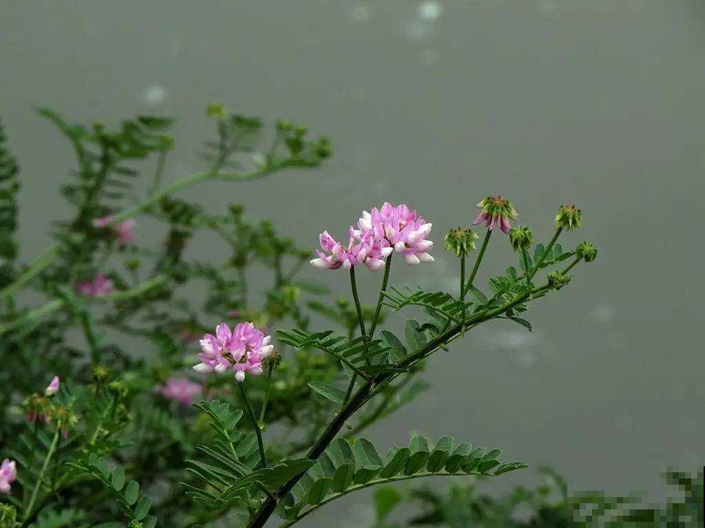 长在路边的小冠花,生长能力极强,每次开花一大片! 长在路边的小冠花,生长能力极强,每次开花一大片!