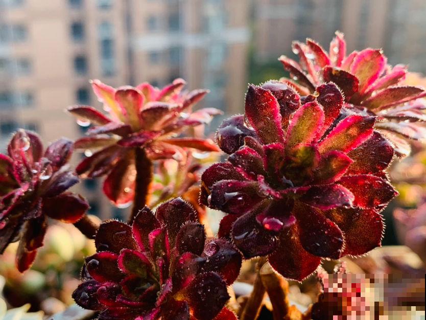初春养花要沉住气，不能太心急，不然花容易死翘翘