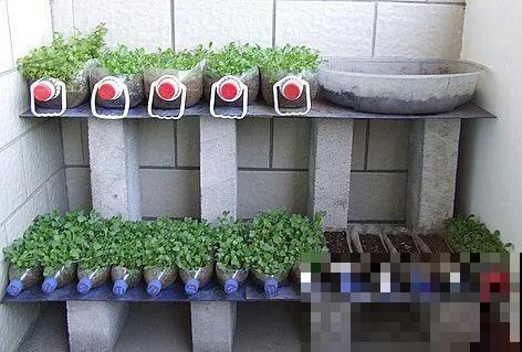 油桶用来种菜，省地儿还省钱，扔掉就是扔钱！