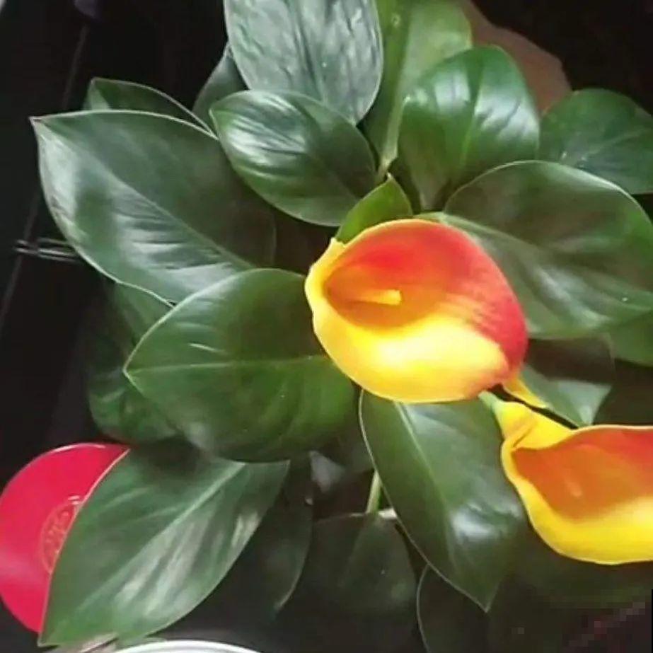 郁金香开花像假花，亲戚都不相信是真的，非要上手摸