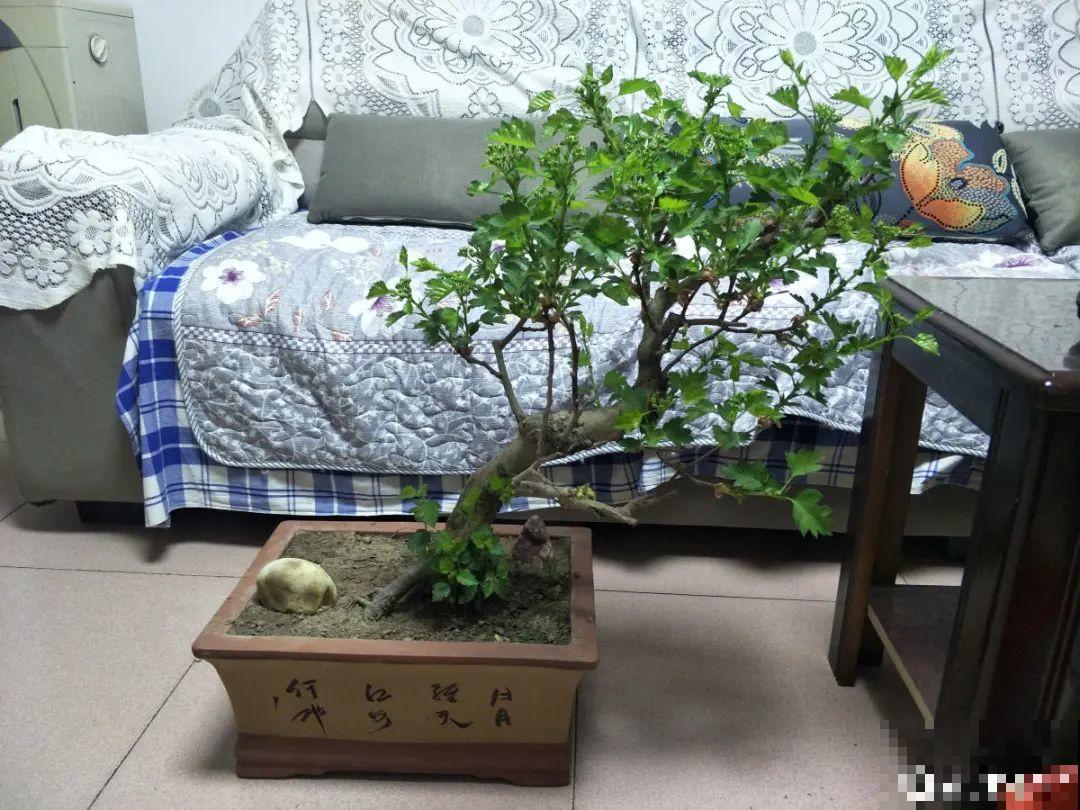 1盆苹果卖300块,为啥这么贵,难道是金苹果? 1盆苹果卖300块,为啥这么贵,难道是金苹果?