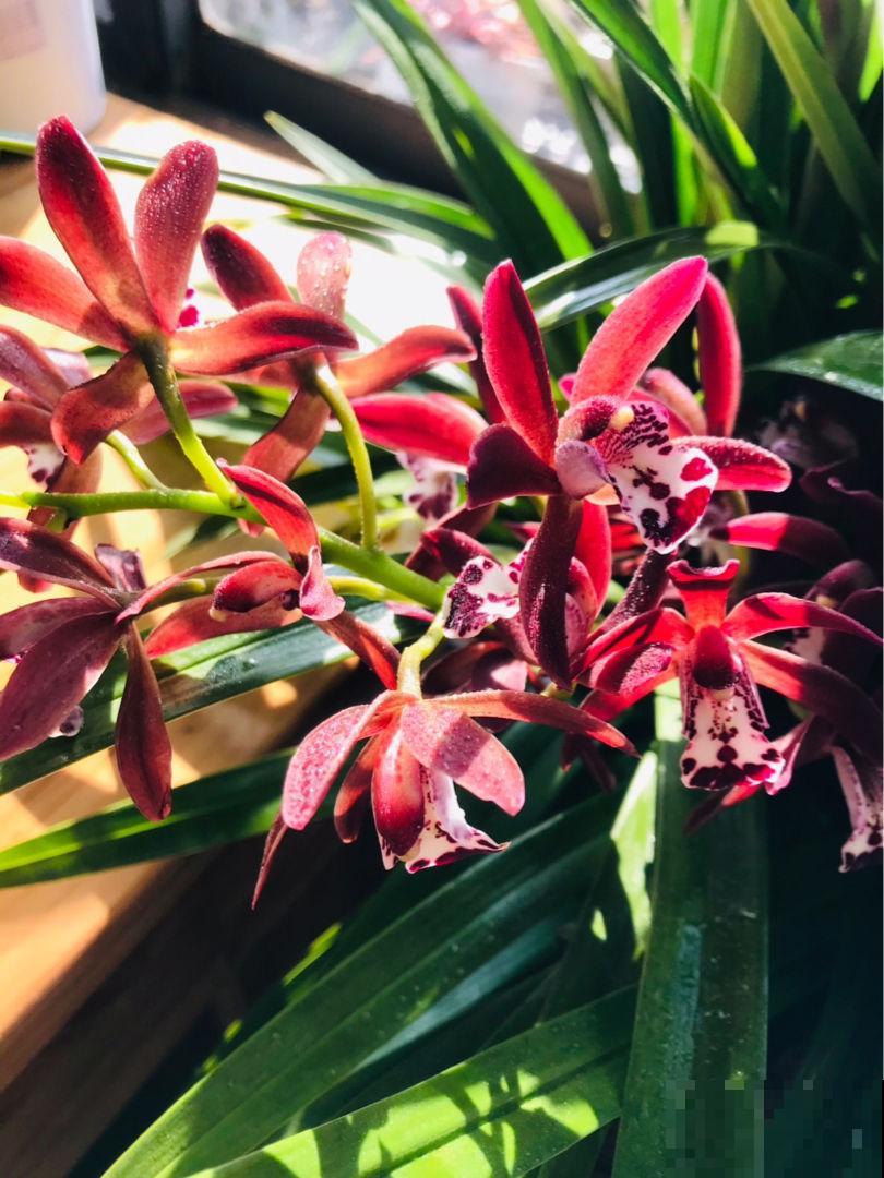 超耐寒的6种花，冬越冷开花越多，就适合冬天养