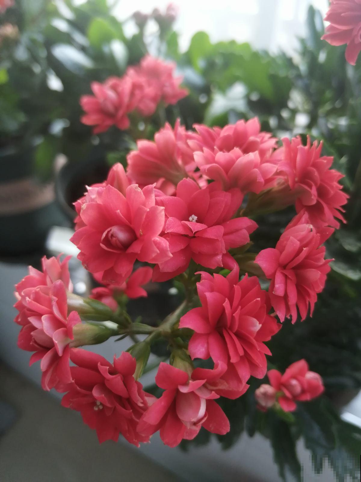 4种花特能生，只要养一盆，一年能扦插十几盆，赚了！