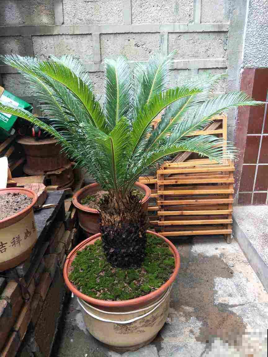 5种花老中医都爱养，观赏性极佳，还特养人