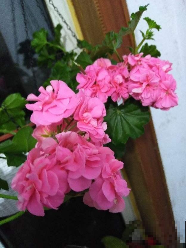 春天养3种“花团子”，开花又美又仙气，春天生长正旺盛！