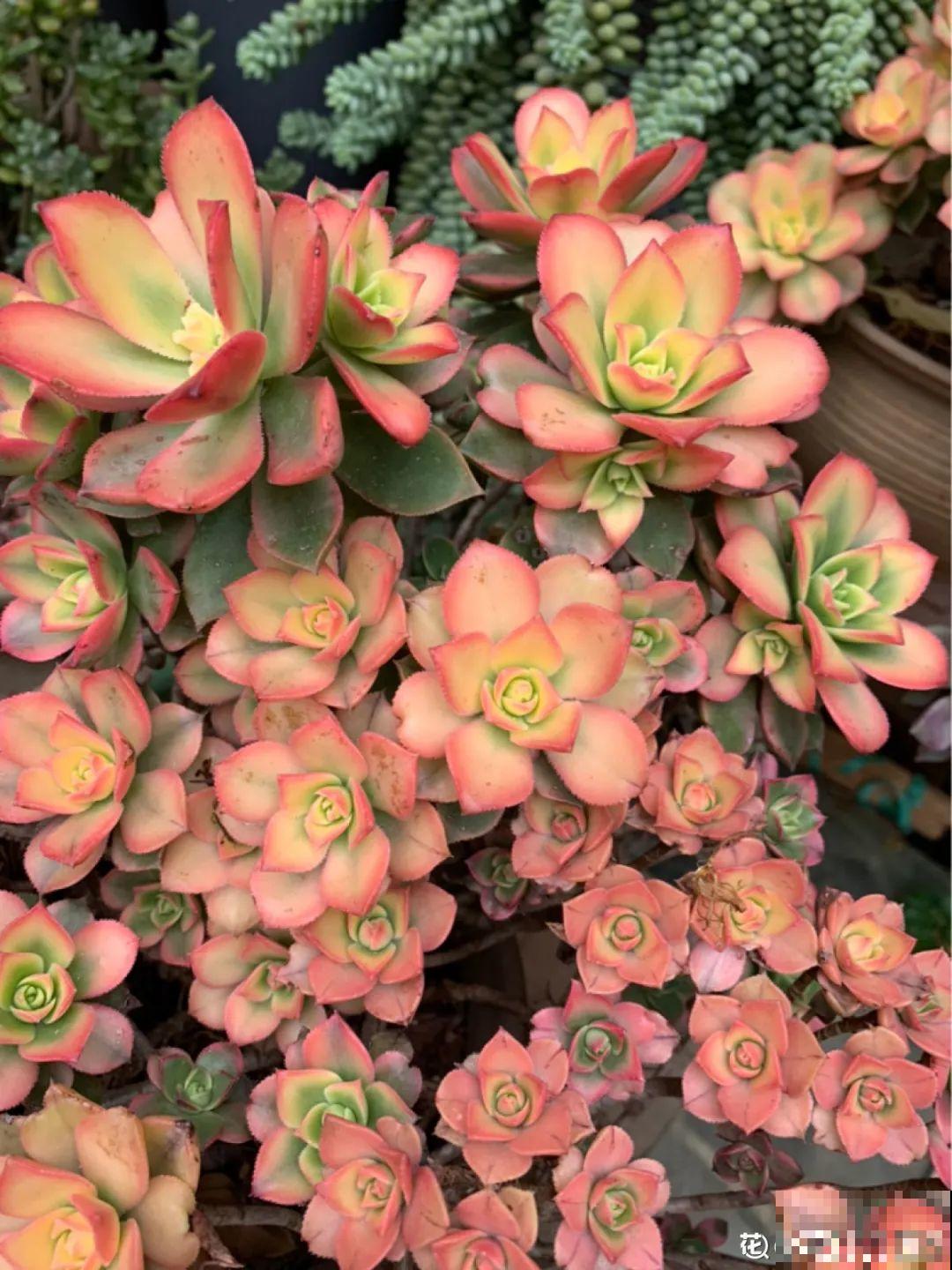 多肉老桩有多美，看着像是艺术品，造型超美