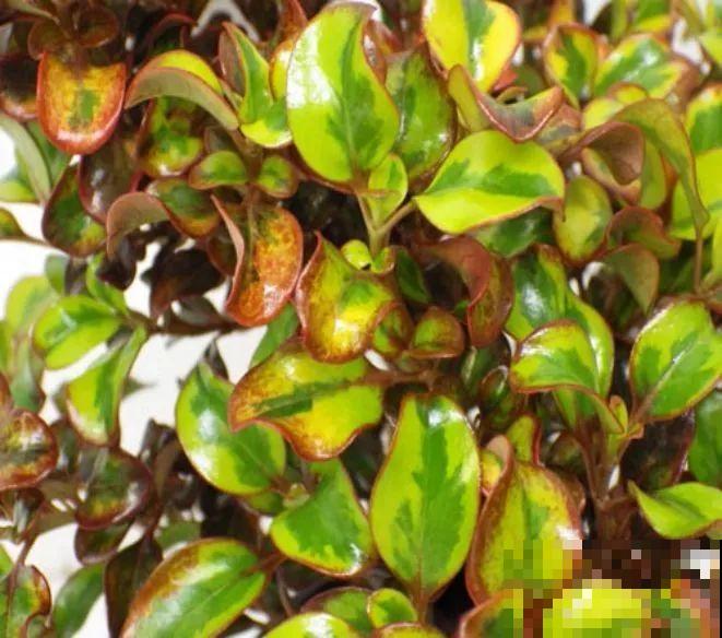 喜欢晒太阳的新西兰茜草，叶片一晒亮闪闪的，好看极了！