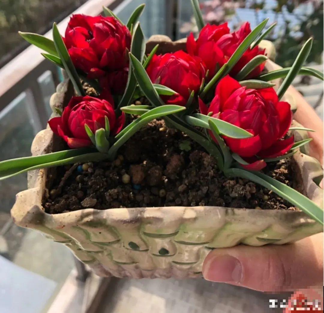 上万块的蟹爪兰，开花像烟花，养过的人不多