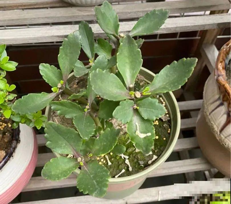 长寿花超全大养护，养爆盆的秘密，全在这里！