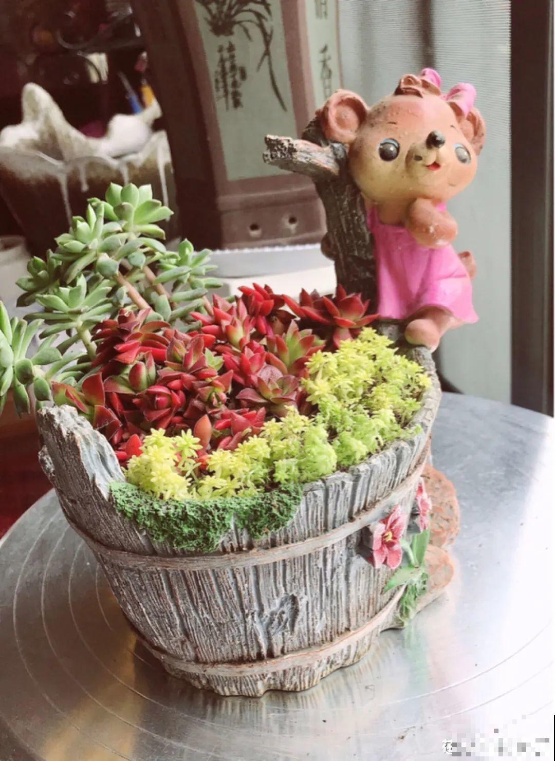 有个小阳台，养满多肉，满满的幸福感！