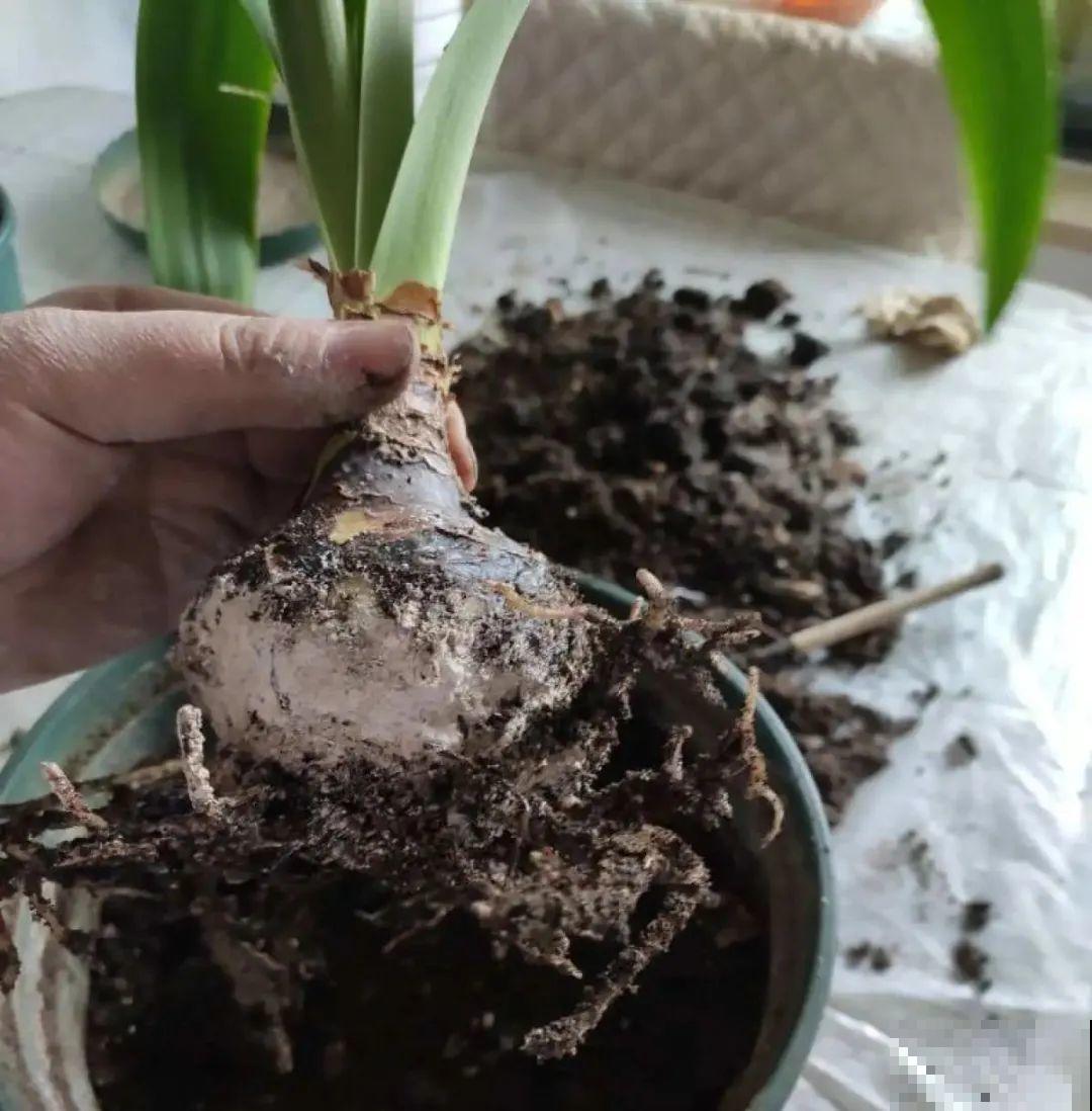 7种花，现在绝对不能剪，剪了一年不开花！