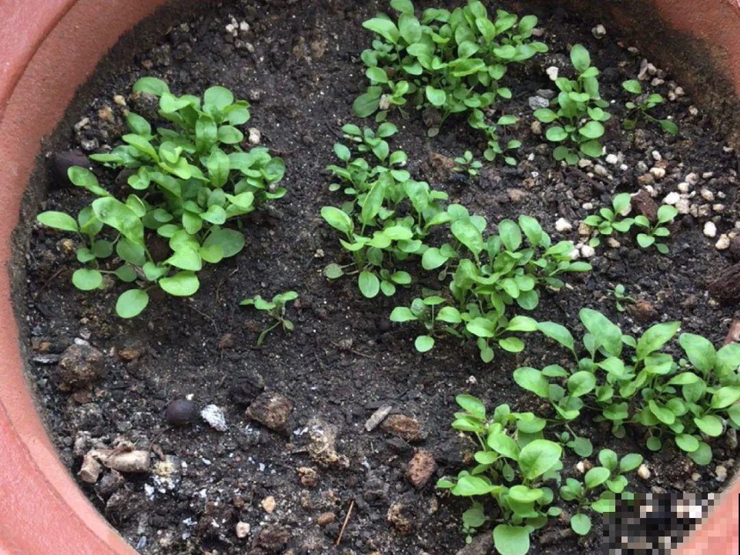 在家找个泡沫箱，撒把种子种蔬菜，不用出门买菜