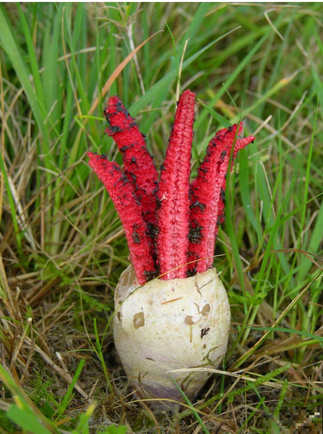 听说有的花能吃人,听着都害怕,是真的吗? 听说有的花能吃人,听着都害怕,是真的吗?