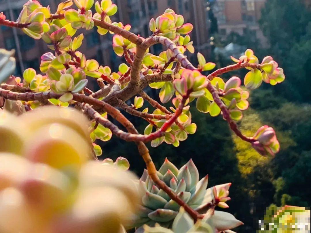 小阳台也能养多肉，一尺一寸，都是繁华！
