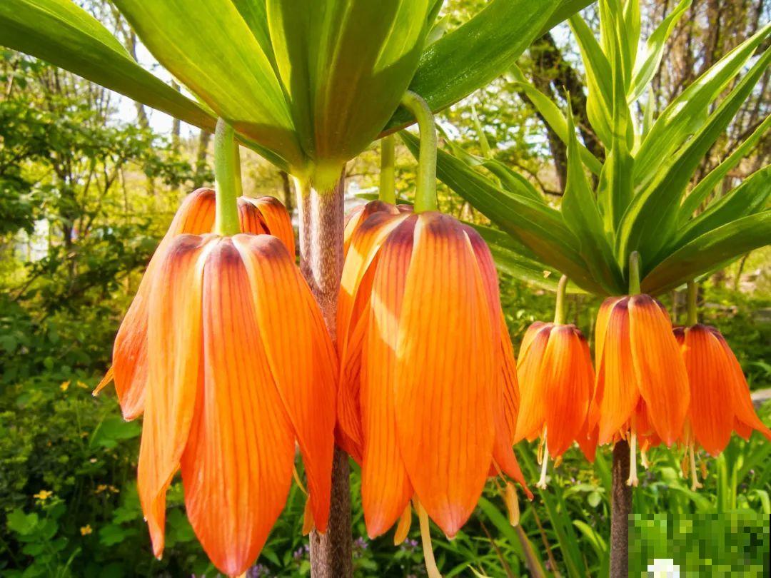 花市10块钱买的花，开花之后身价倍增，真赚了！