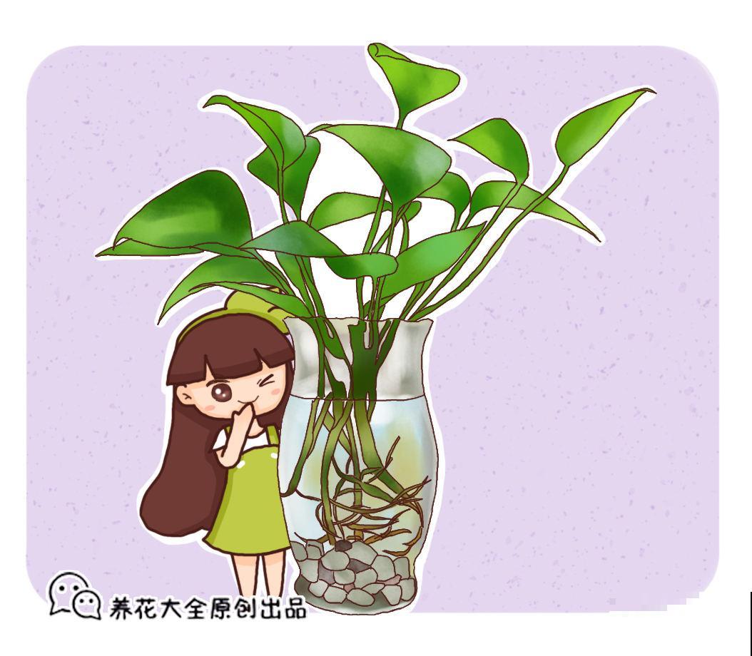 用这几种小东西代替生根剂，枝条生根快又多，实用又省钱！