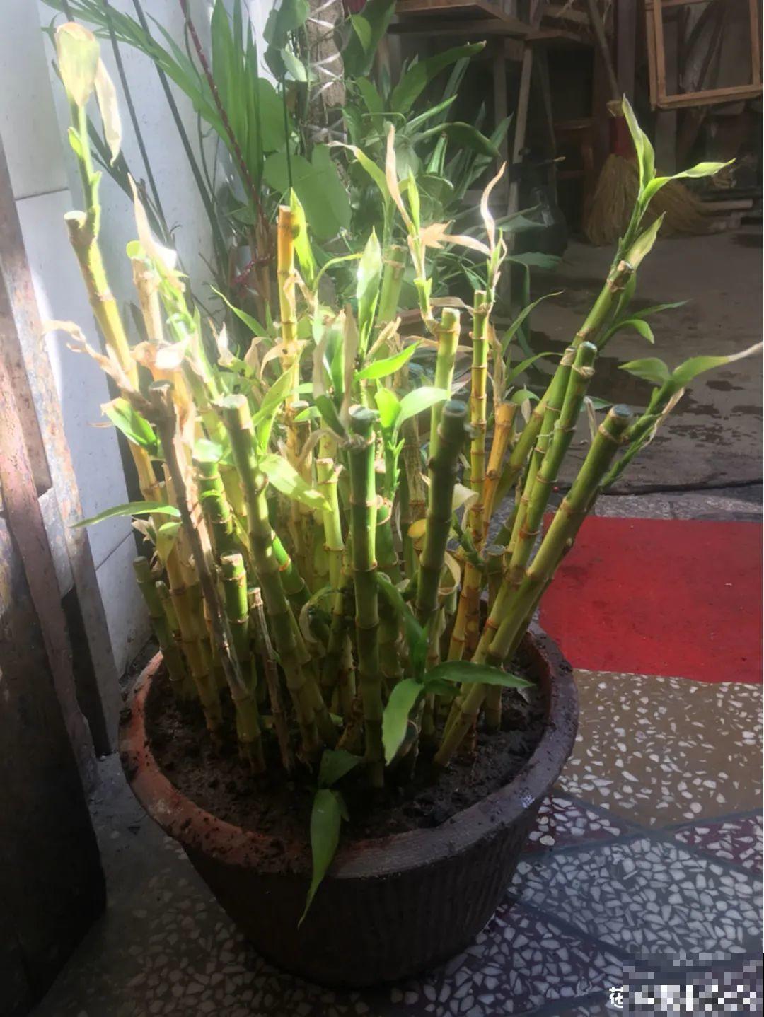 路边别人丢的大花盆，看着眼馋，好想捡回家