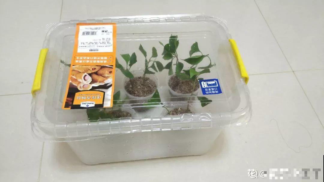 现在扦插超好活，剪根枝，捂3天，冒出狗牙根！
