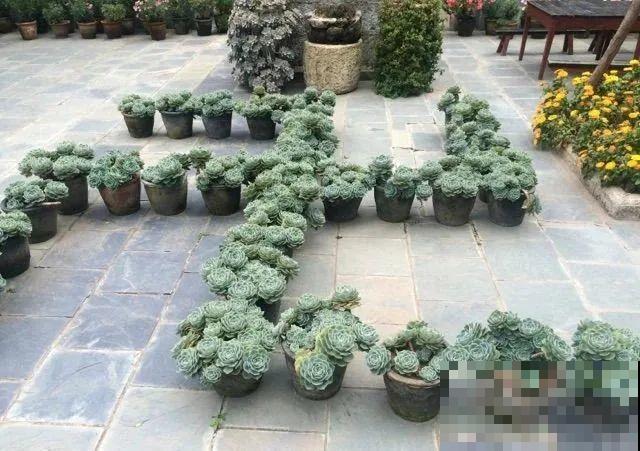 山上的尼姑庵,只养花不烧香,看完想出家 山上的尼姑庵,只养花不烧香,看完想出家