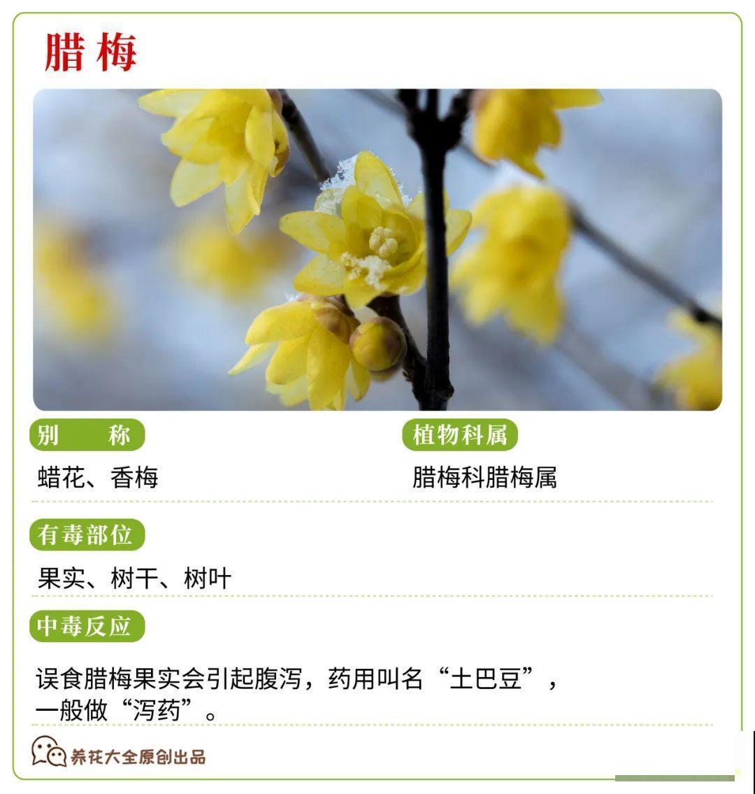 30种常见有毒花，很多人都在养，一定要小心养！