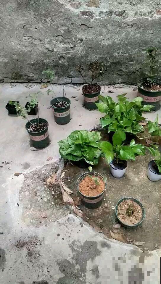 4种花特能生，只要养一盆，一年能扦插十几盆，赚了！