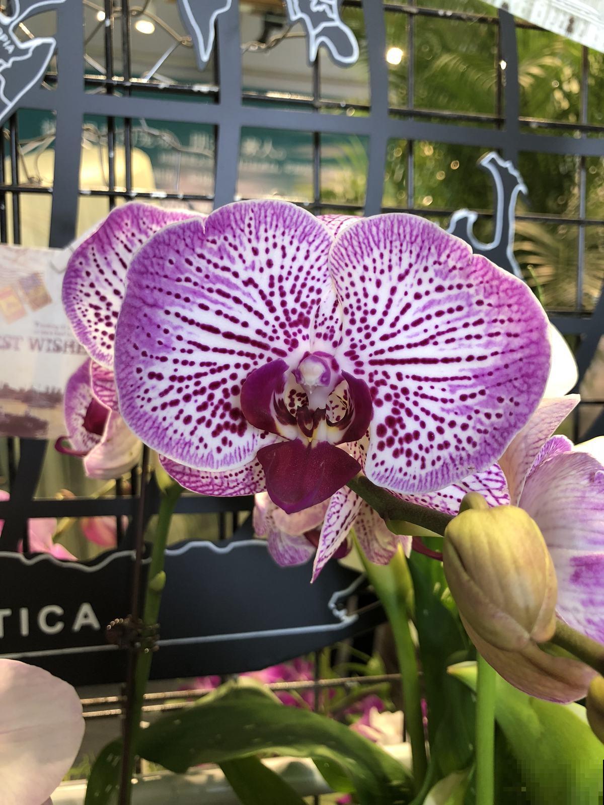 蝴蝶兰其实超级好养,抓住4个关键点,花朵满阳台! 蝴蝶兰其实超级好养,抓住4个关键点,花朵满阳台!