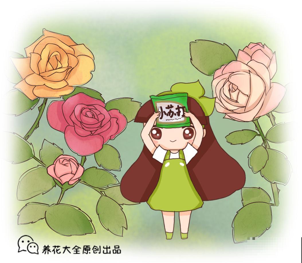 小苏打妙用多，用来养花效果好，植物蹭蹭长不停！