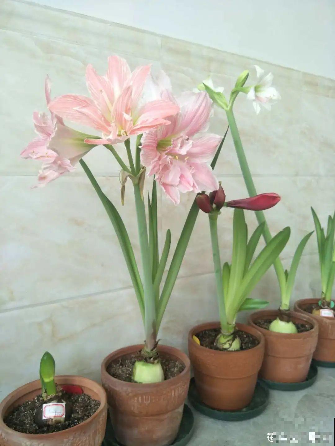 虎皮兰扒层土，嗖嗖冒芽，长得特旺