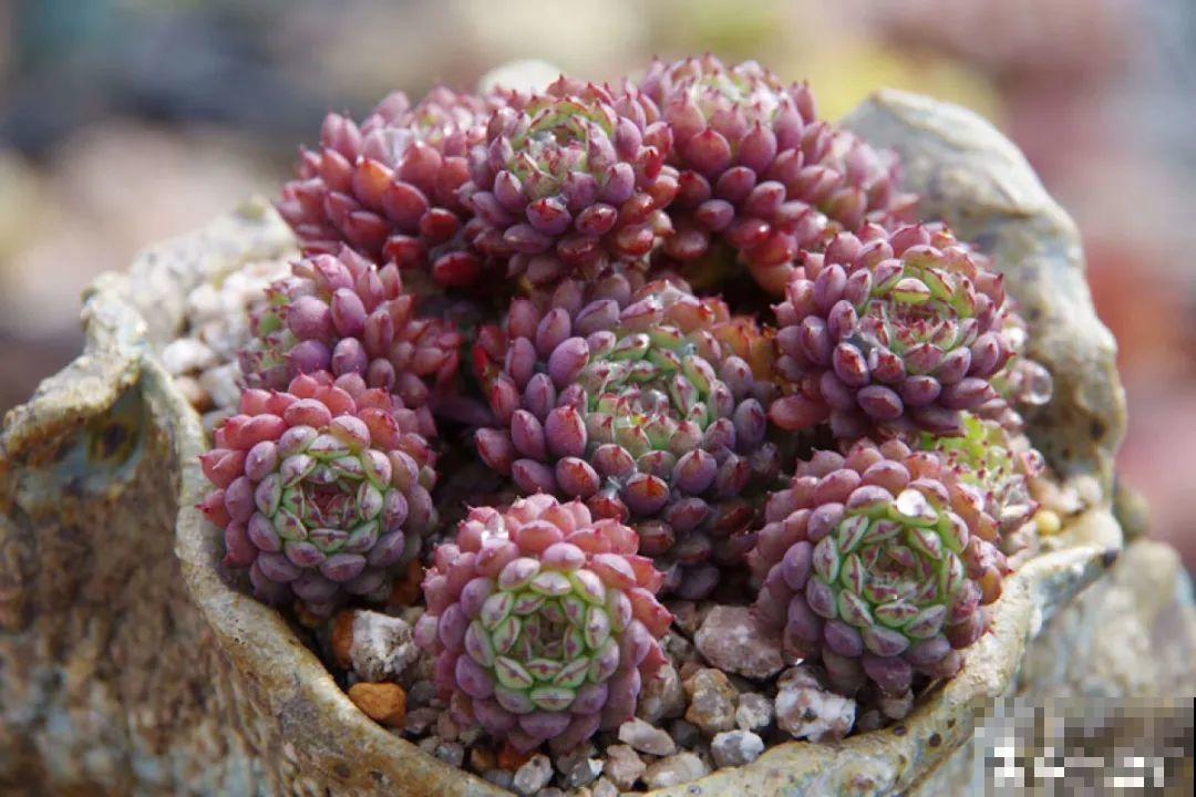 多肉要是养好了，精致得像艺术品，光看就很满足了