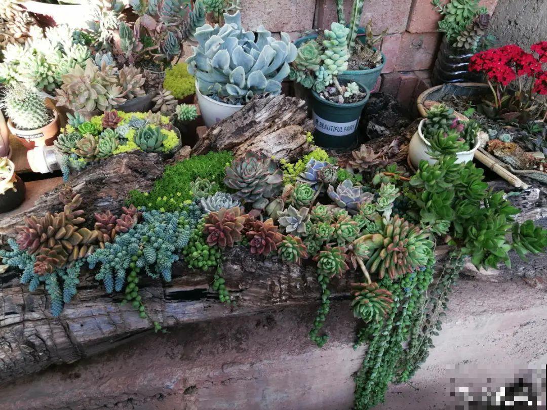 路边别人丢的大花盆，看着眼馋，好想捡回家