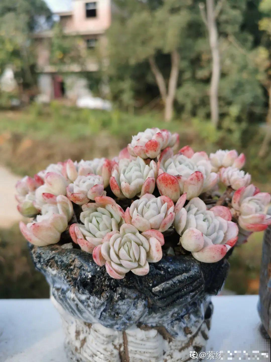 我在村里种多肉,盆盆状态美如画,城里人眼馋 我在村里种多肉,盆盆状态美如画,城里人眼馋