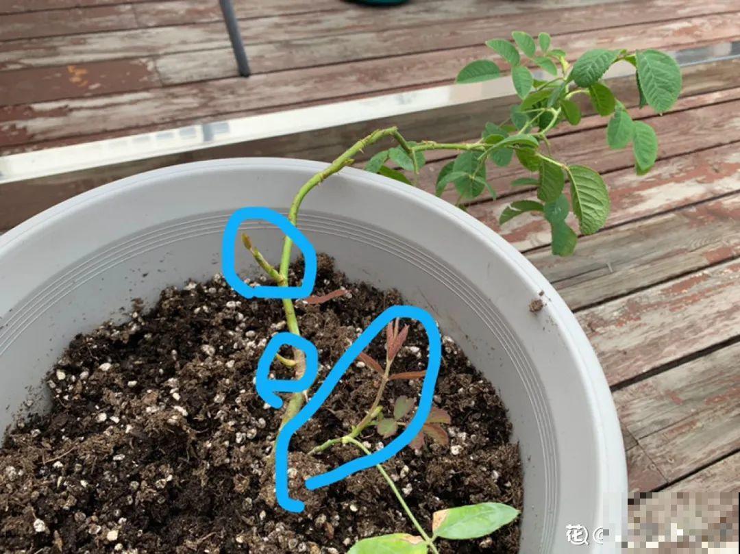 月季12个月计划表，按照这个养，大花墙不是梦！