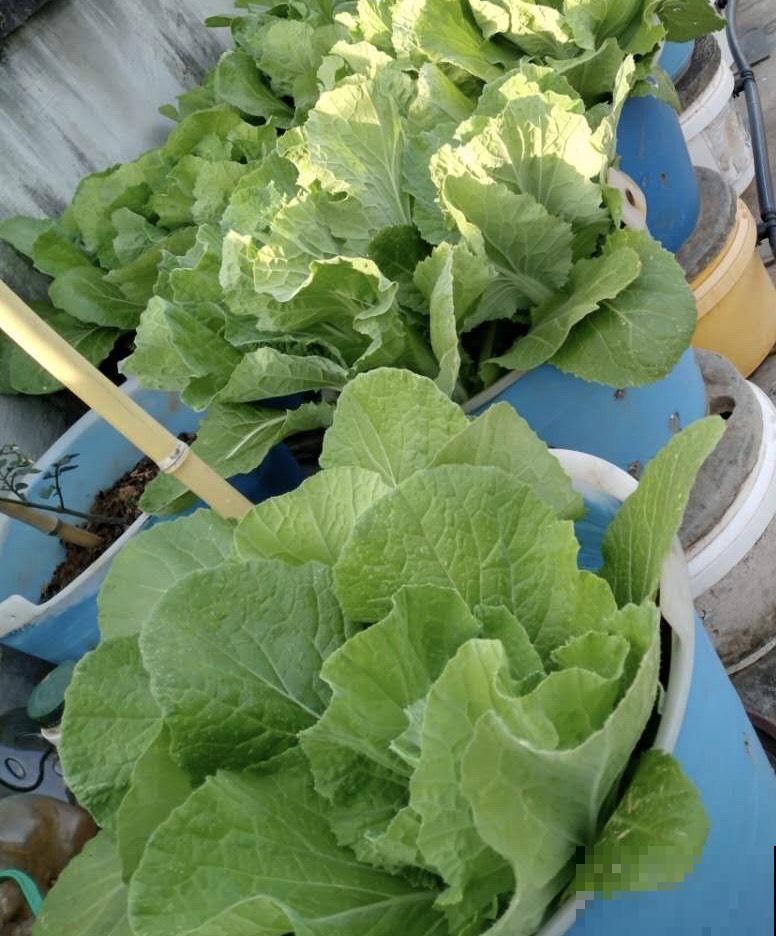 阳台种菜有讲究，记好这几点，随时都有新鲜蔬菜吃！