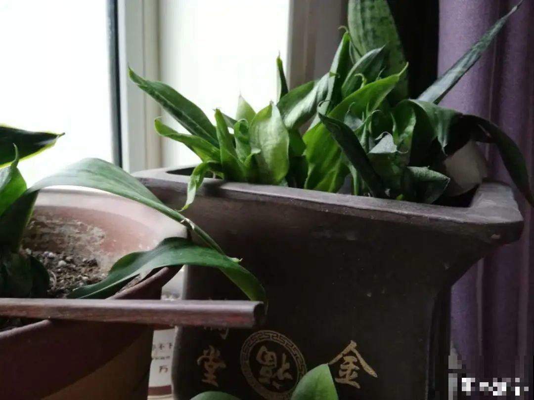 低于5度，6种花一整个冬天不浇水，也能照样活！