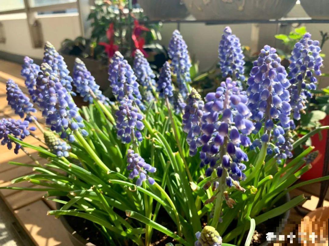 百合开花不是一次性，开完要施肥，1盆能生20盆