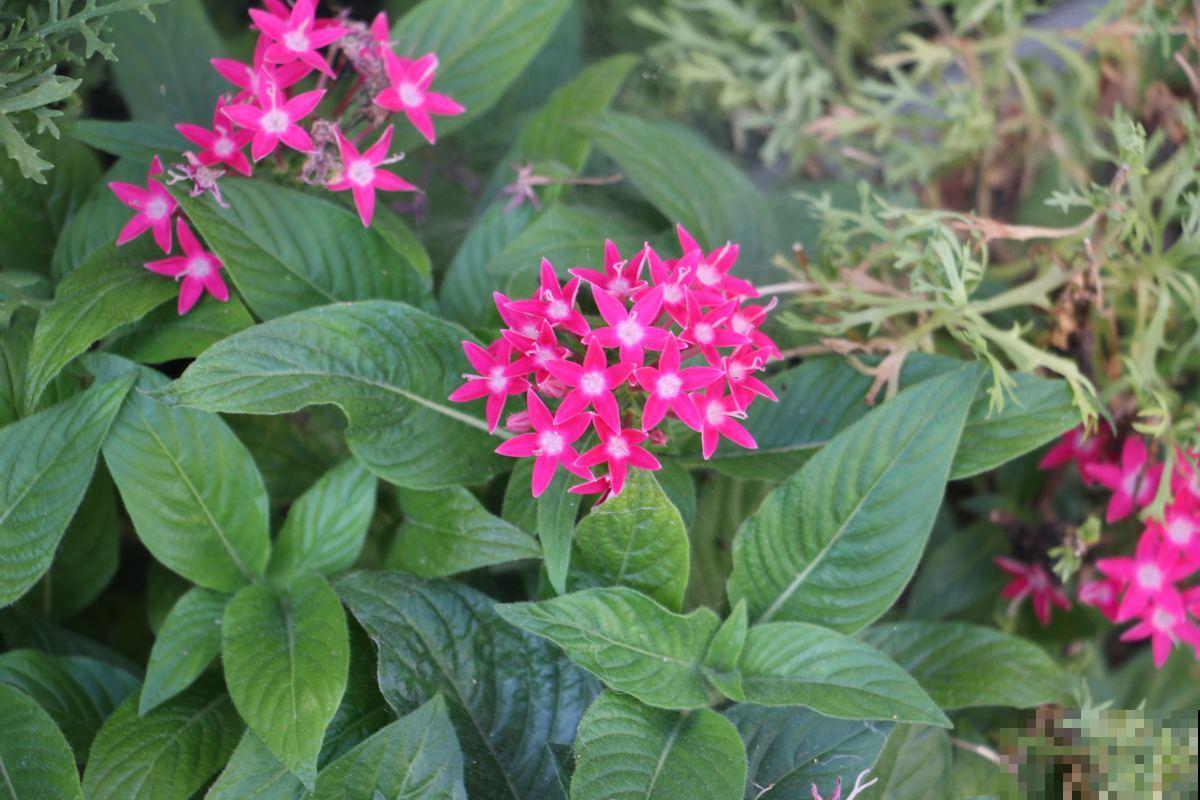 一闪一闪亮晶晶，在家种盆繁星花，开花又多又好看！