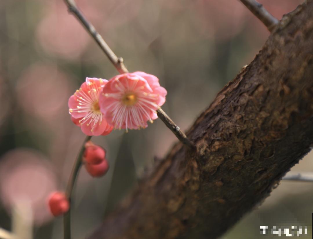 民间十大不吉利花，到底是哪流传来的