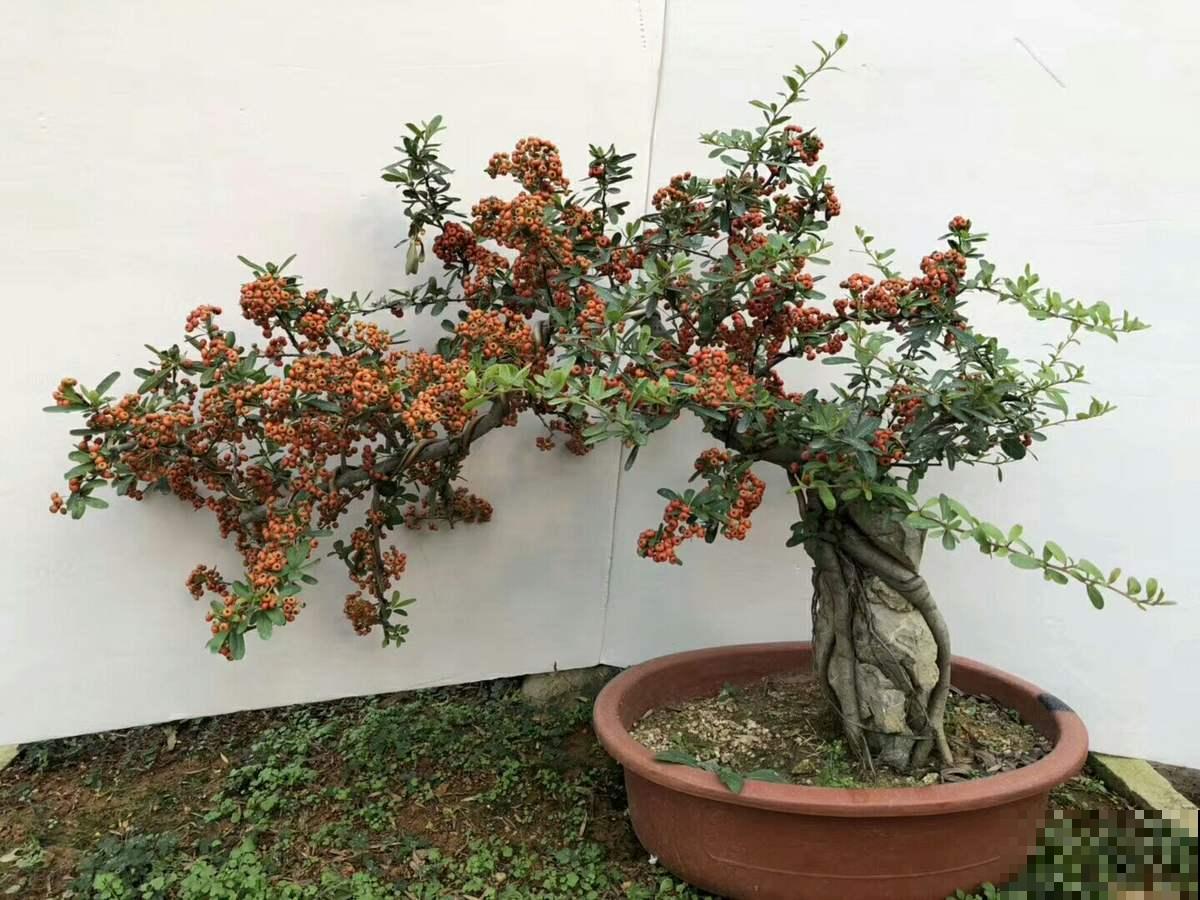 小时候当成柴火烧的花，现在几十块钱一盆，还不便宜！