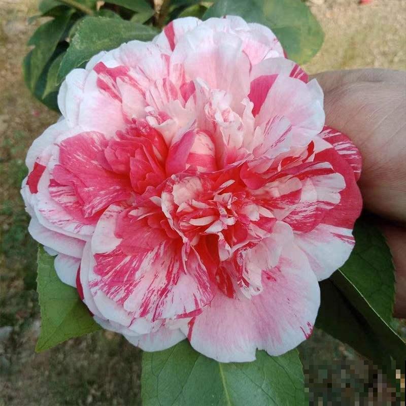 超耐寒的6种花，冬越冷开花越多，就适合冬天养