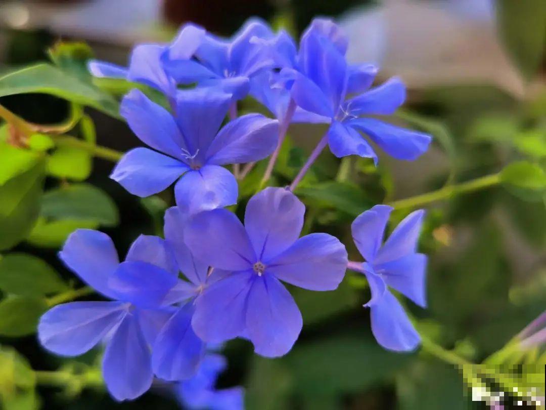 9种耐阴花，适合光照一般家庭，室内养也能开花！